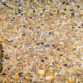 Pigeon Mixture (Regular) Pigeon Food