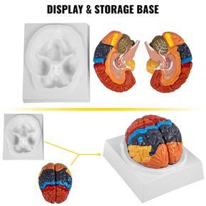 Human Brain Model Anatomy 2 Part Brain Model Color Coding