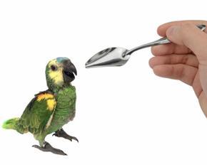 Birds feeding spoon -1pices