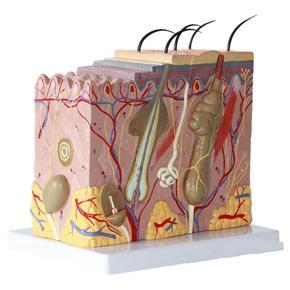 ARELENE Skin Model 50X Enlarged Anatomical Skin Model Anatomy Three-Dimensional Skin Model for Classroom Study Display Teaching