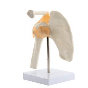 ARELENE Human Functional Shoulder Joint Anatomy Model Body Model for School Education Functional Shoulder Joint Model